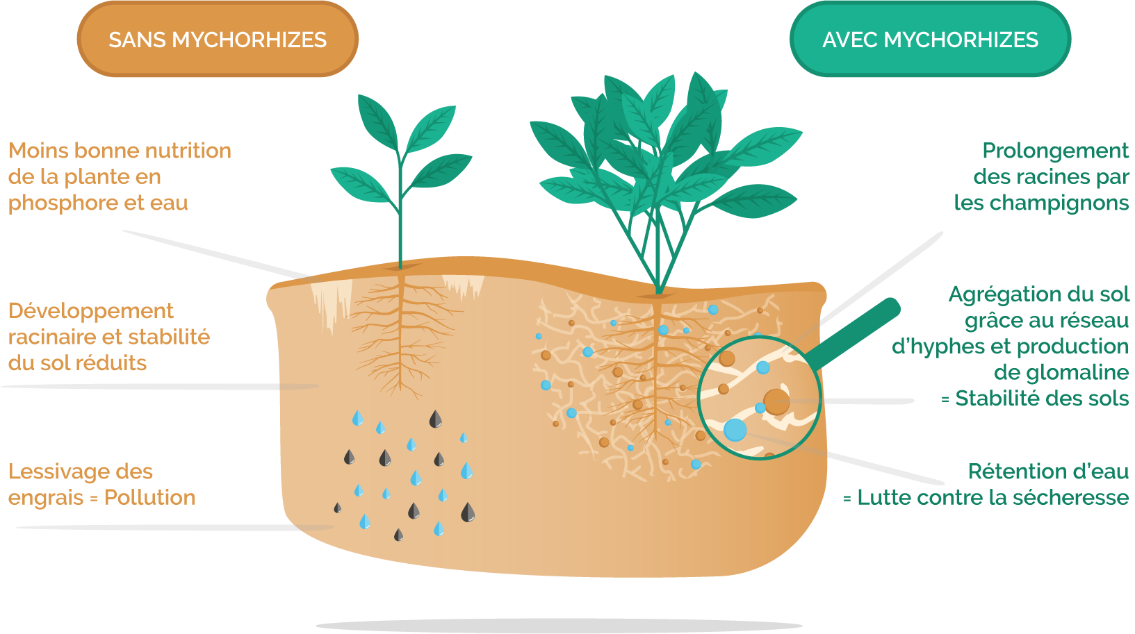 Mezamonde Distributeur Mondial Des Technologies Marcel Mezy Un Procede De Fertilisation Utilise Aujourd Hui Par Des Milliers D Agriculteurs